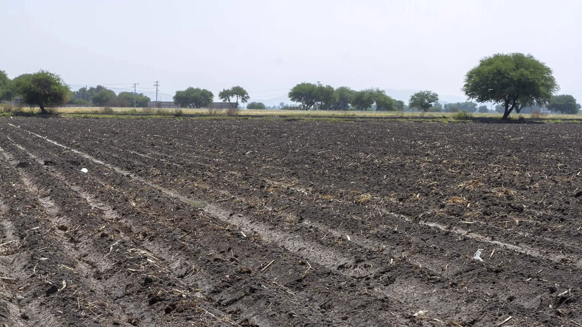 Baja producción agrícola por escasez de lluvia.  Foto César Ortiz.